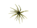 Coike 13mm Watermelon Seed #102
