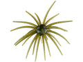 Hags Bait Prickly Pear 19mm