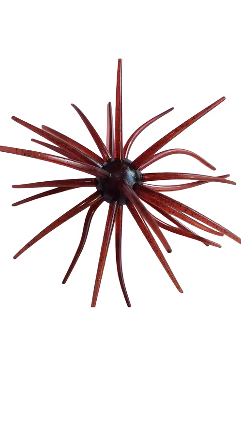 Hags Prickly PearBigTex 25MM